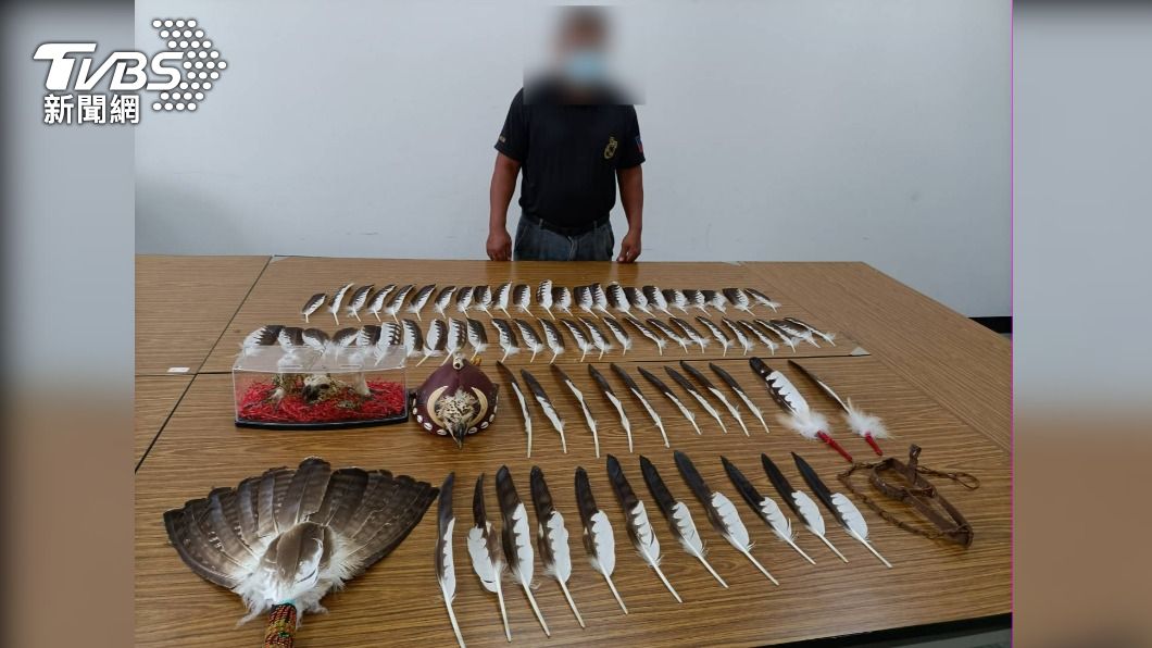 一根羽毛值6萬!瀕危熊鷹遭盜獵者拔毛、肢解