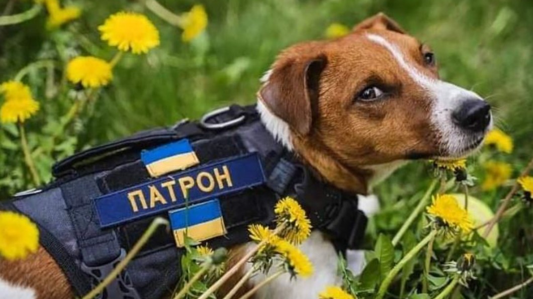 圖/翻攝自Twitter @NewVoiceUkraine