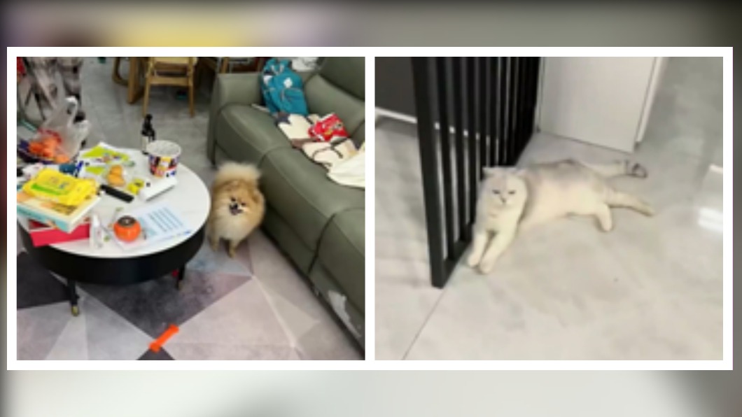 13歲少年和貓狗獨自待在家中，長達66天。（圖／翻攝自微博）