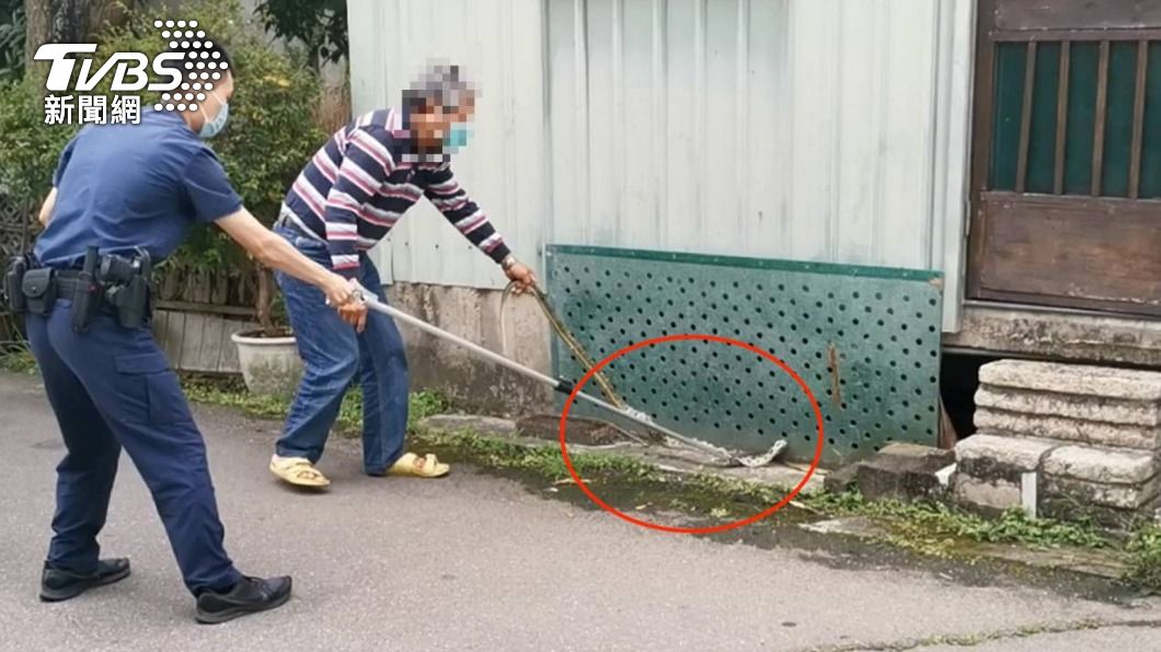 嚇歪！七旬婦家中竄出一尾不明大蛇　竟是「保育類動物」