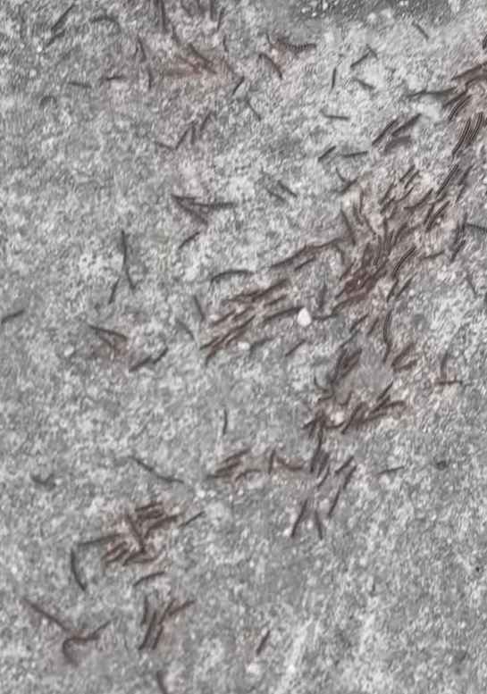 近看更恐怖。(圖/翻攝自花蓮同鄉會臉書)