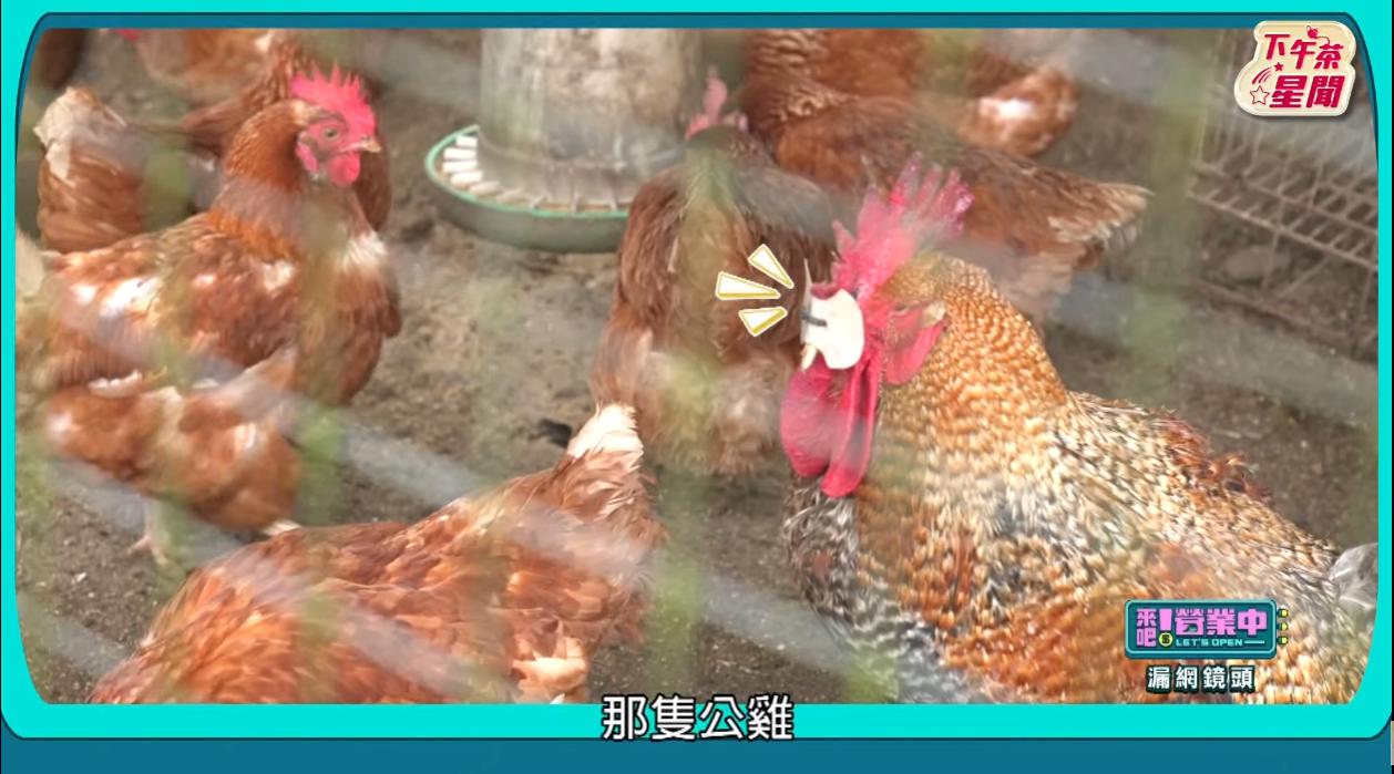 公雞臉上被蓋上蓋子。(圖/翻攝《來吧!營業中》節目片段)