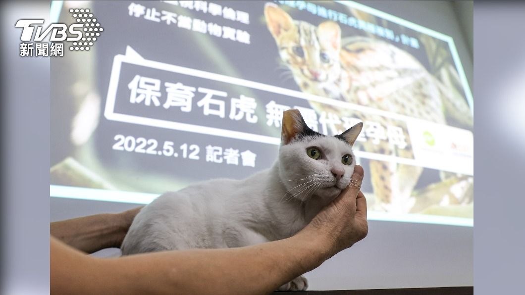 台大買家貓「代孕」複製石虎 動團轟:把生命當兒戲