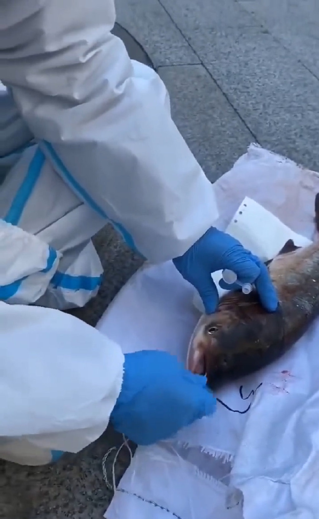 給魚做PCR核酸檢測。(圖/翻攝自微博)