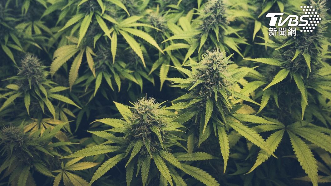 泰國2019年批准醫用大麻合法化成東南亞首例。（示意圖／shutterstock達志影像）