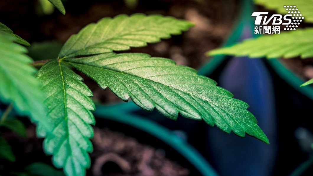 泰國通過大麻新規　免費分發100萬株給全國家庭