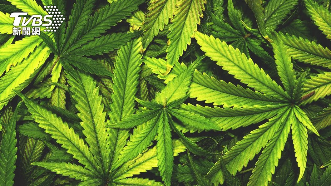 泰國的規定與美國加州的大麻合法化規定不同。（示意圖／shutterstock達志影像）