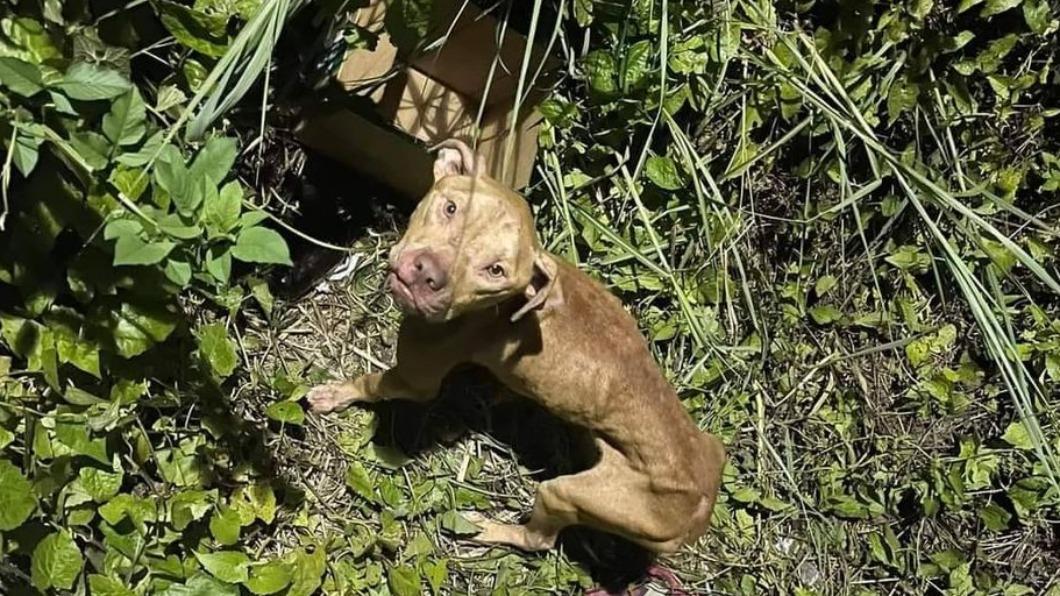 浪浪別哭!比特犬遭棄橋下「骨瘦如柴」 渾身傷還覓不到食