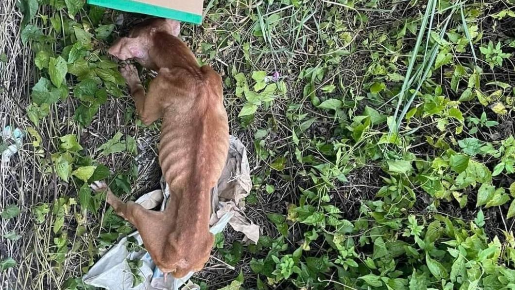 比特犬的身軀骨瘦如柴。（圖／翻攝自徐文良 徐園長護生園）