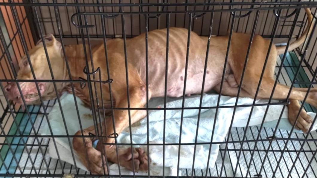 受傷的比特犬在醫院治療中。（圖／翻攝自徐文良 徐園長護生園）