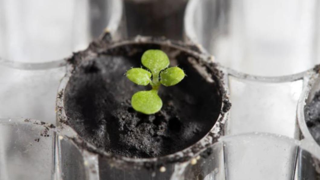 太空農業跨出一大步！科學家首度用月球土壤種出植物