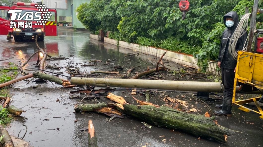 林口「梅雨狂炸」連樹都倒了還壓垮電線桿 交通受阻警消急排除