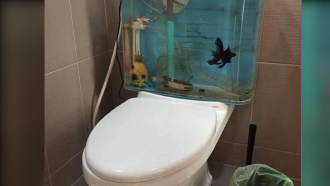 民宿「馬桶魚缸」有活魚! 全網痛罵恐怖虐待:魚的地獄