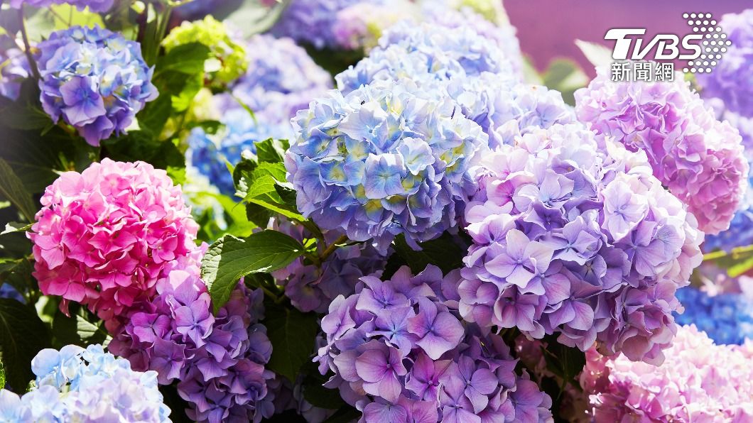 繡球花怎麼拍都好看。（示意圖／shutterstock 達志影像）