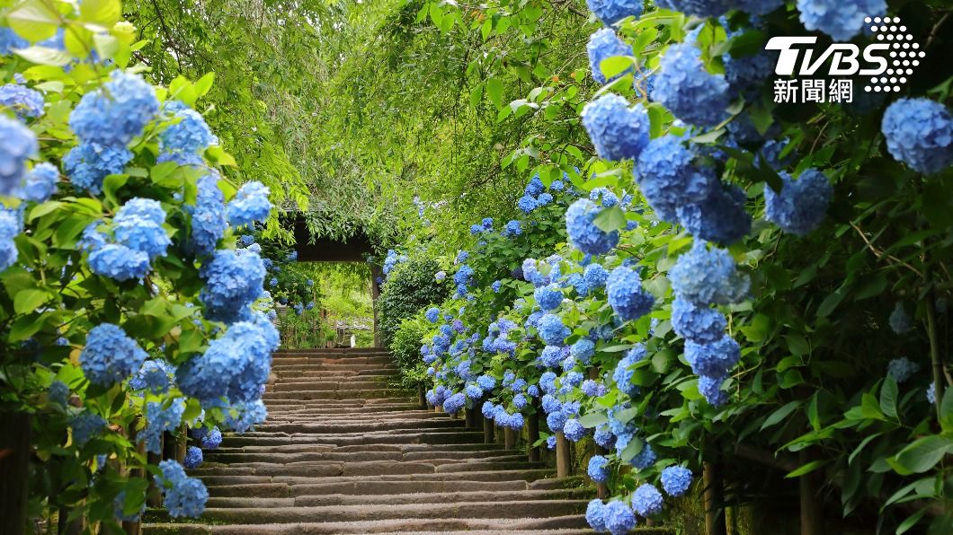 別只知道陽明山!初夏花季登場 全台繡球花打卡聖地曝光