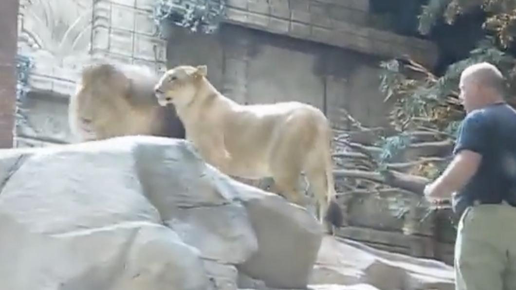 母獅安撫雄獅。(圖/翻攝自reddit)