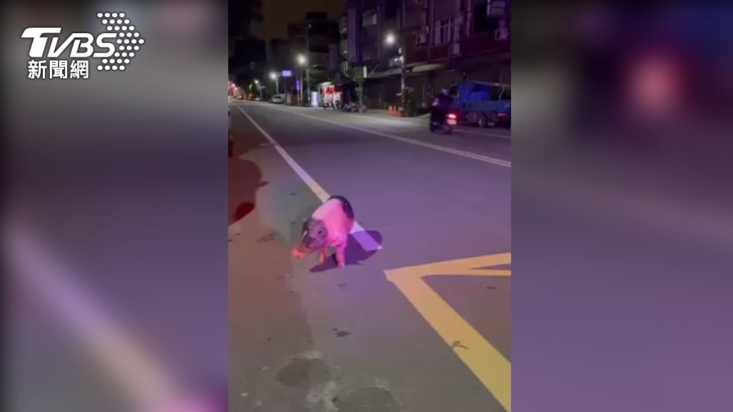 麝香豬逛大街 警到場發現原來又是它