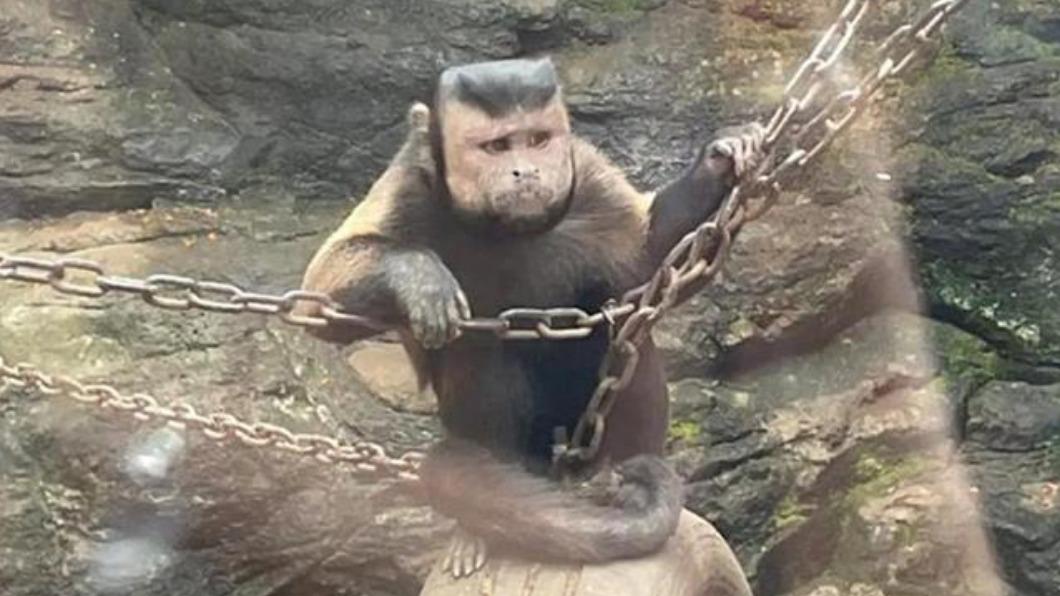 陸動物園「國字臉猴」爆紅　還有落腮鬍！網：工讀生扮的？