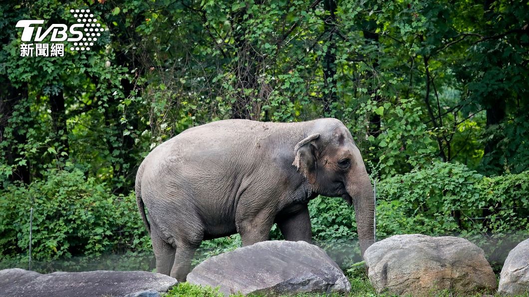 為獨居16年動物園大象爭「人格」! 紐約終審將定奪