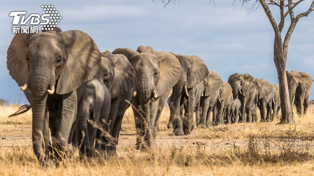 動物權利團體認為人類照顧者無法取代大象的群體生活。(示意圖/shutterstock 達志影像)