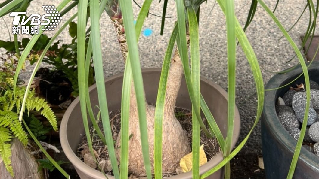 借花獻佛?男偷盆栽幫友慶生 還沒送禮先被逮