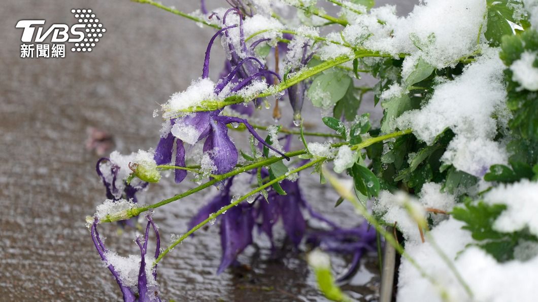 已經盛開的鮮花被積雪覆蓋。(圖/達志影像美聯社)