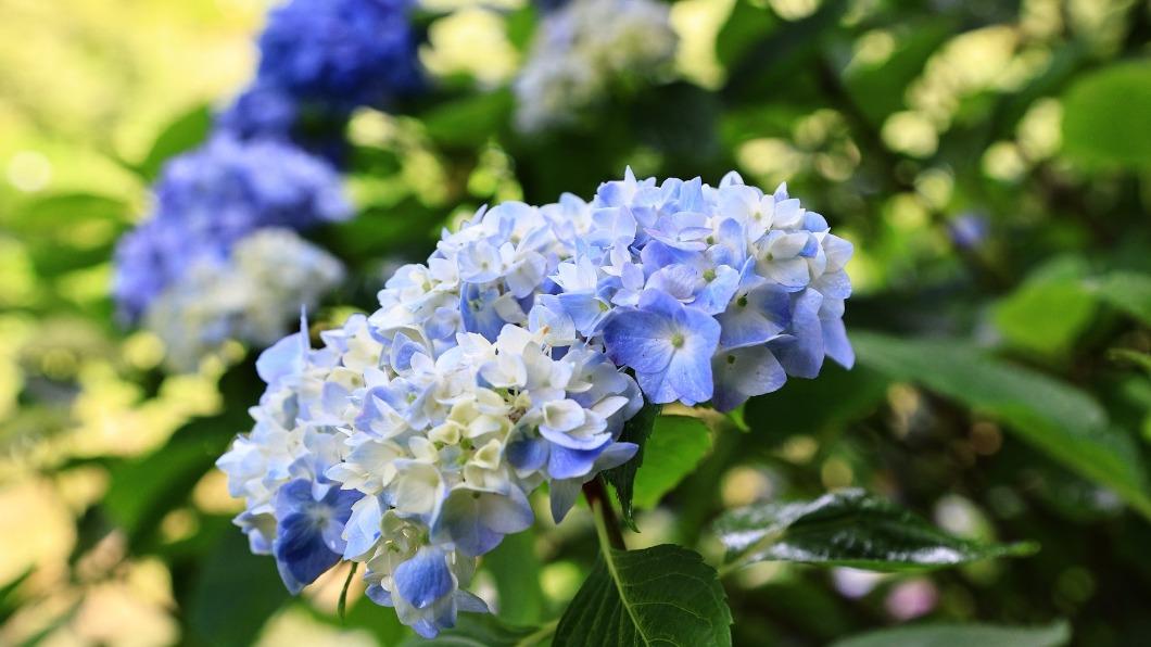 從5月到7月五彩繽紛的繡球花也即將隨著夏天到來。(圖/翻攝自杉林溪生態渡假園區臉書)