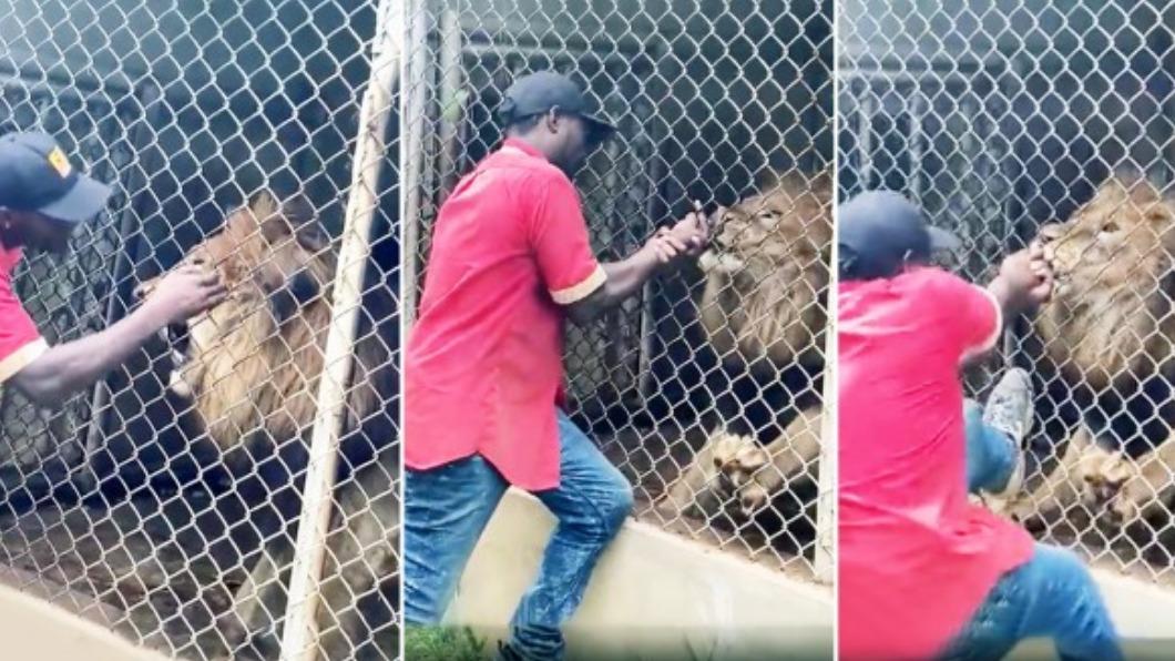 男子動物園示範摸獅子 下一秒被狠咬「拔出一指白骨」