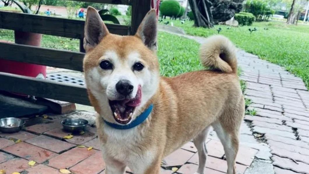 萌柴尾隨導盲犬被送派出所!女警兼鏟屎官 餵水又餵飼料