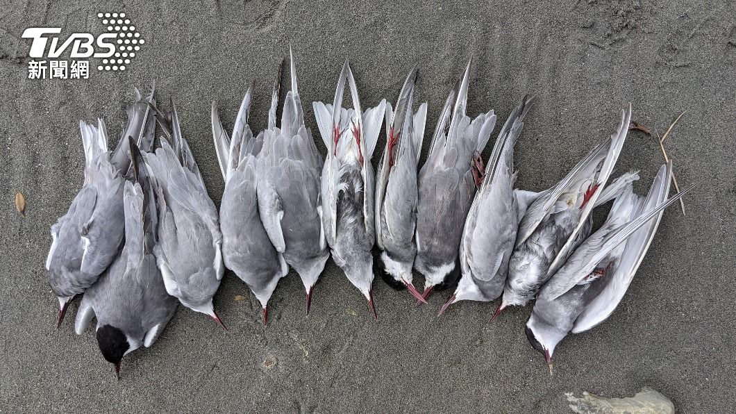 花蓮溪出海口逾20隻鳥類死亡 檢出H5N1禽流感