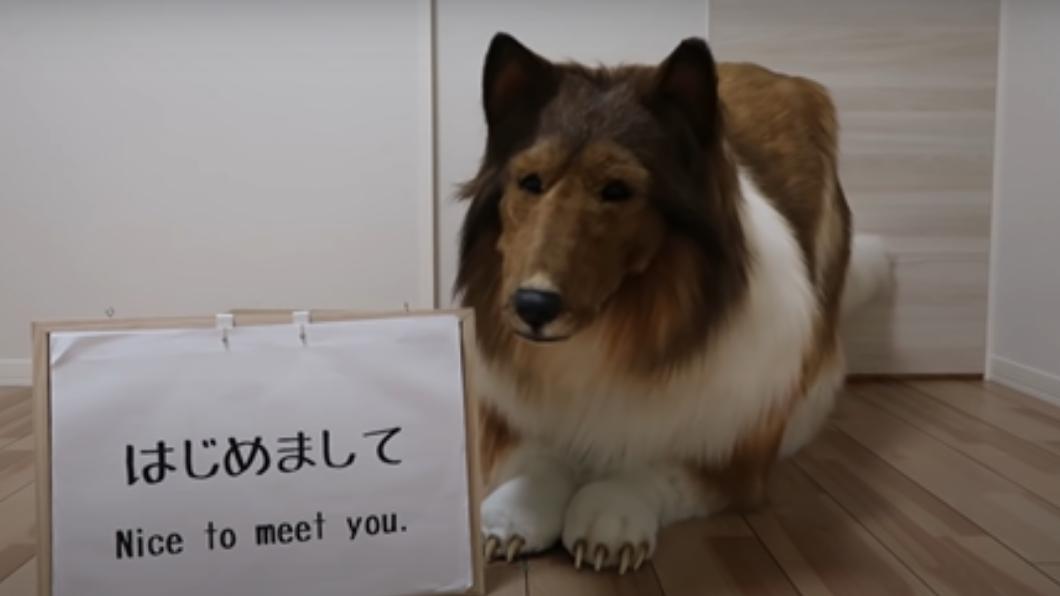 太想成為毛小孩！日網友砸46萬變身牧羊犬直呼：好幸福