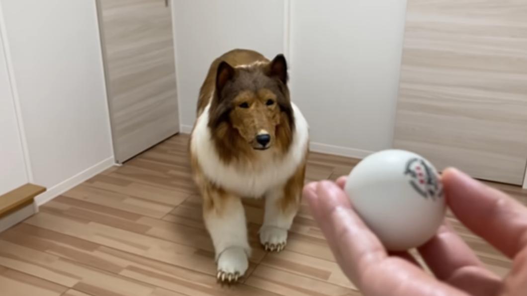 穿牧羊犬嘗試玩球。(圖/翻攝自動物になりたい(I want to be an animal) Youtube)