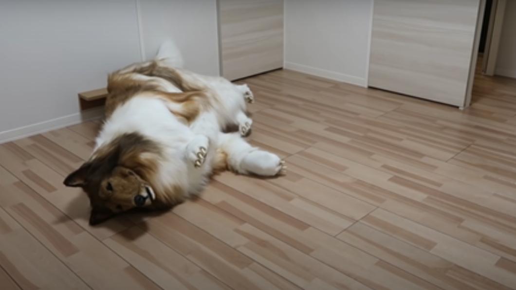 TOKO穿牧羊犬裝賣萌。(圖/翻攝自動物になりたい(I want to be an animal) Youtube)