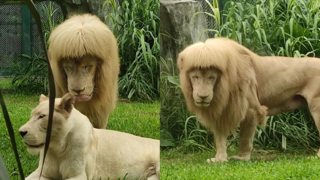 廣州雄獅「齊瀏海」秒變萌!動物園保證純天然:我們不敢剪