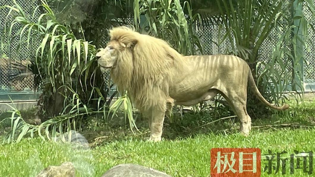下雨了,憨師一秒變帥哥。(圖/翻攝自《極目新聞》)