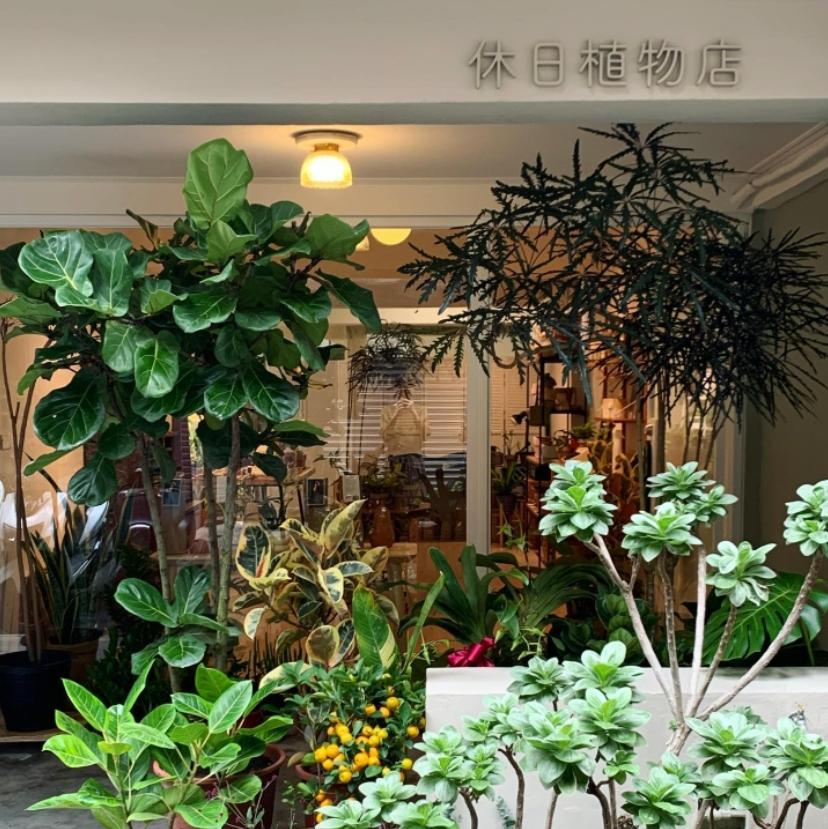 越來越多民眾會在家放綠色植物。（圖／「休日植物店」提供）