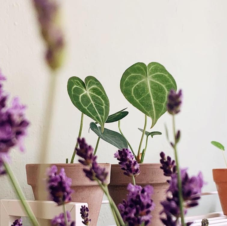 種植花草成為許多人的新嗜好。（圖為圓葉花燭／「休日植物店」提供）