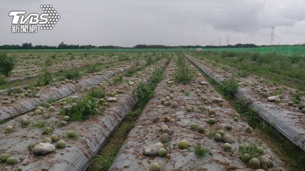 雲林香瓜等3作物因雨受損 中央啟動天然災害救助