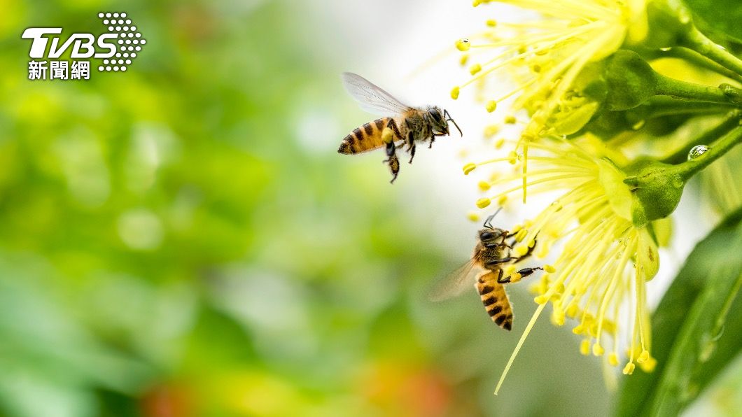世界各地蜜蜂總數正快速地減少之中。(示意圖/shutterstock達志影像)