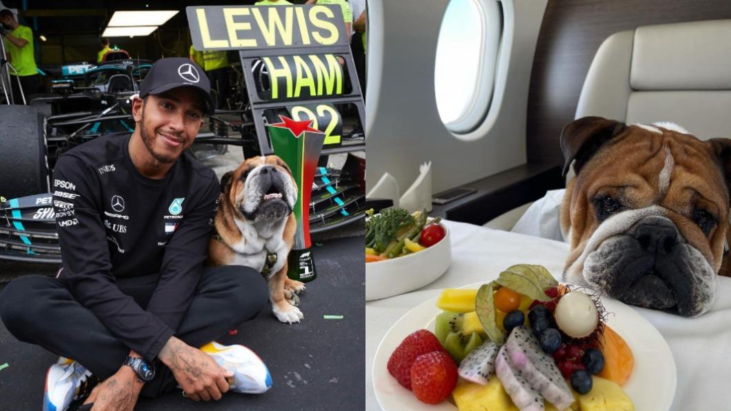 Lewis Hamilton到世界各國比賽時都會帶著Roscoe同行。(圖/翻攝自Roscoe Hamilton IG)
