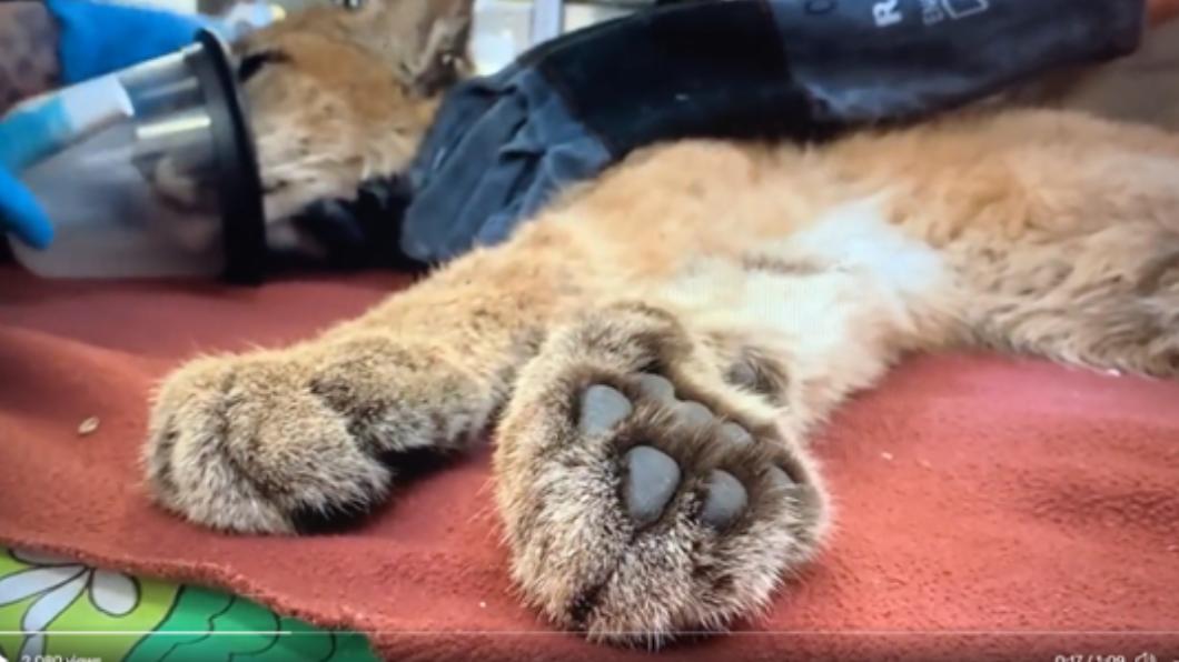山獅經麻醉後被送至動物園。（圖／翻攝自＠oakzoo推特）