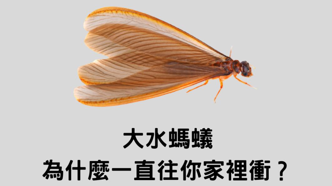 圖／翻攝自福來朗Hukurou臉書