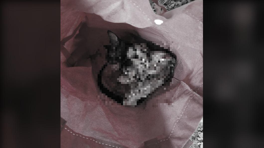 虐貓手段十分兇殘。(圖/翻攝自我要當流浪動物義工救援團隊)
