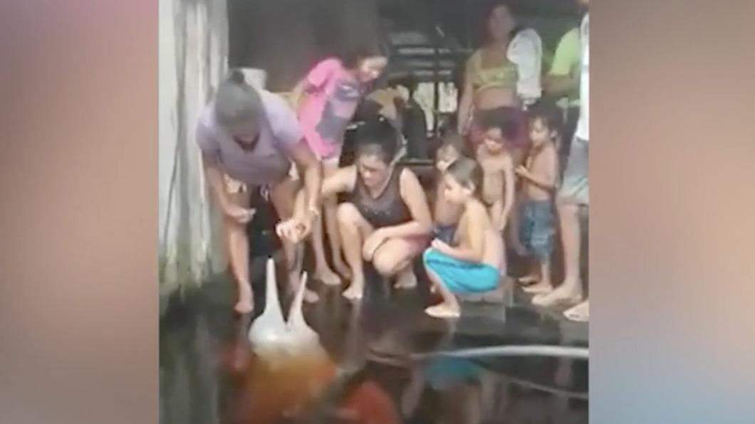 巴西暴雨引洪災!海豚竟游進家裡玄關 屋主見狀破涕為笑