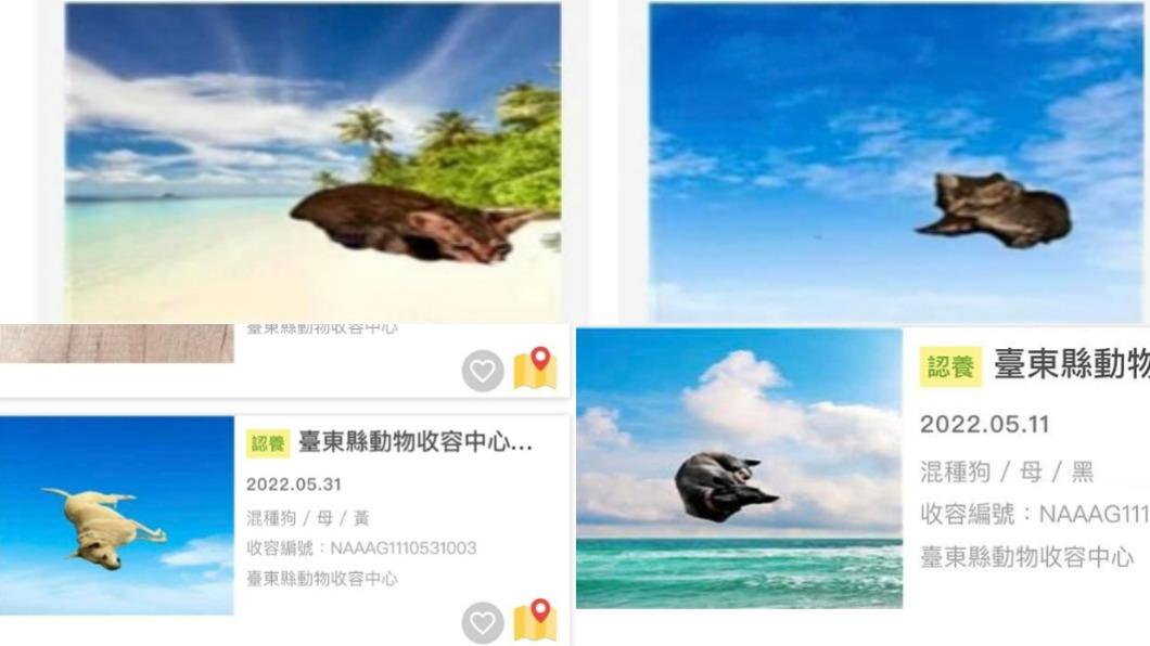 NFT?台東收容所登「飛天貓狗照」 網笑瘋:嗑了啥?