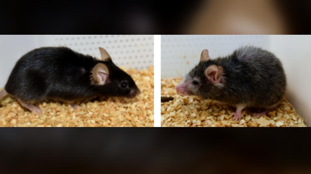 抗老!哈佛學者成功「逆齡」老鼠 人類有望健康邁入百歲