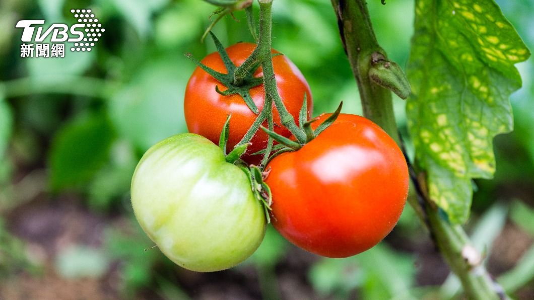 夏天到了想瘦身適合吃大番茄。(示意圖/shutterstock 達志影像)