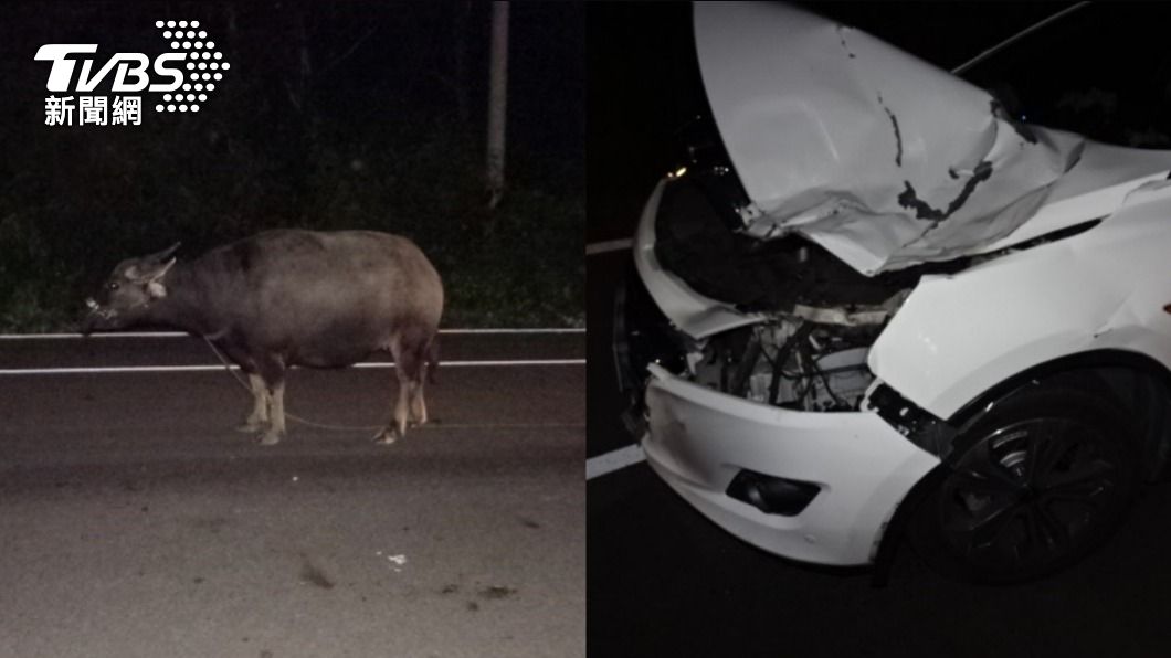 墾丁轎車撞水牛!車頭凹大洞、哞哞完勝 飼主認疏失