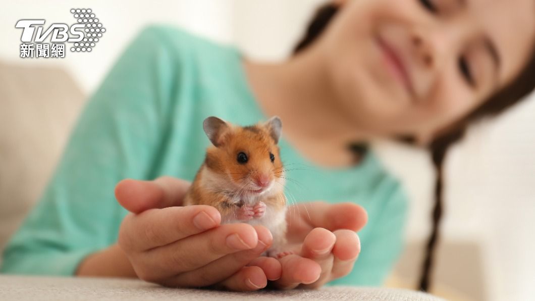 倉鼠個性溫馴,是許多人喜愛的寵物。(示意圖/shutterstock 達志影像)