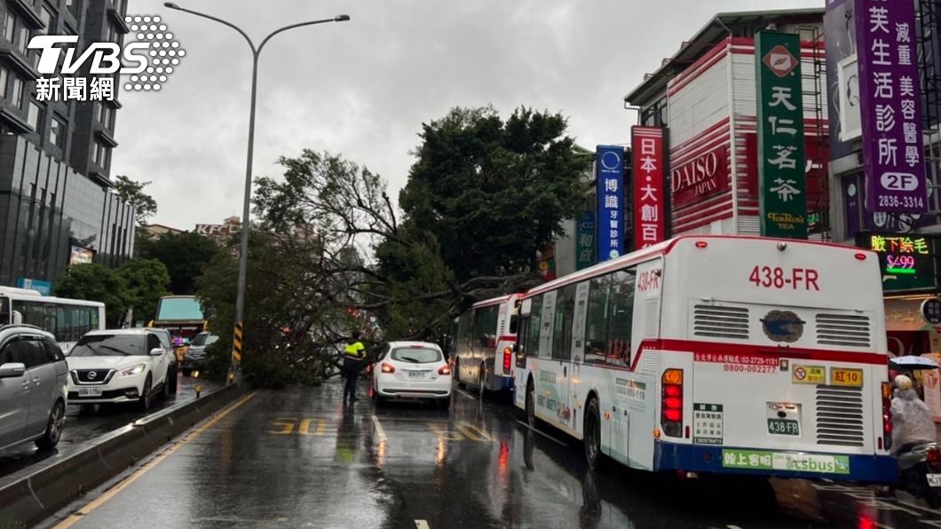 超巨大路樹佔據車道。（圖／TVBS）